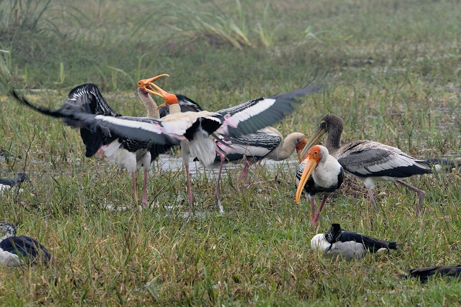 Bharatpur Bird Sanctuary